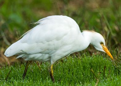 Cattle Egret Bubulcus 