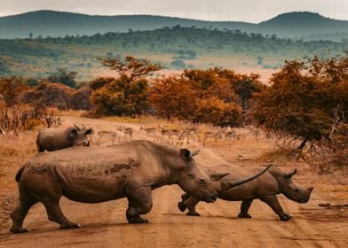 African Rhinos 