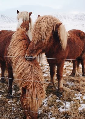 Icelandic Horse