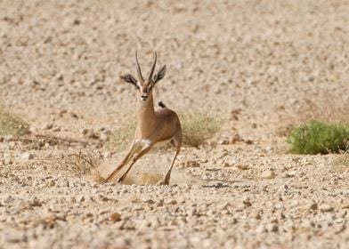 rare Acacia Gazelle 