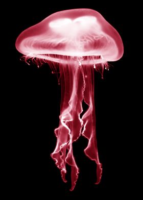 Jellyfish Red