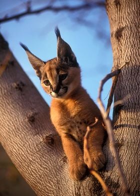 Caracal Caracal caracal