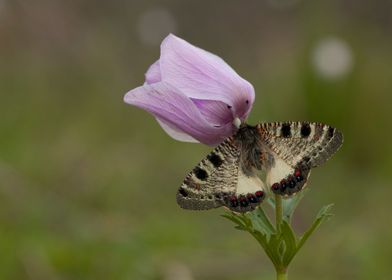 False Apollo Butterfly