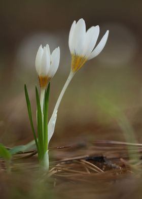 Aleppo Crocus flowering 