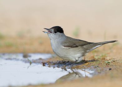 Eurasian Blackcap bird