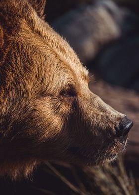 Bear Gazing