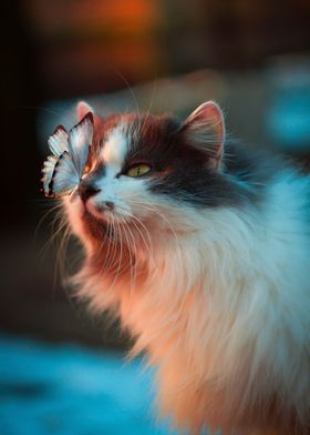 Cat And Butterfly