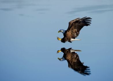 Eagle Hunting