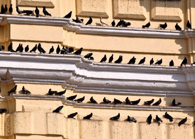 Pigeons and architecture