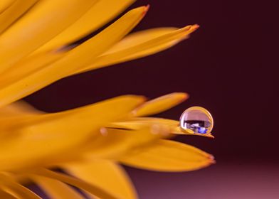Flower droplet