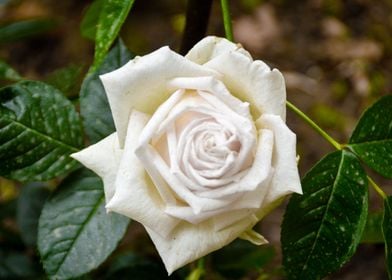 White Garden Rose Flower