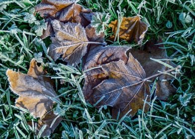 Ice Leaf Grass