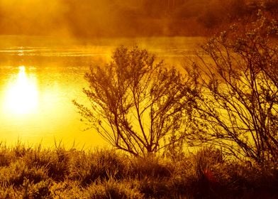 Reflection Yellow Sun Tree