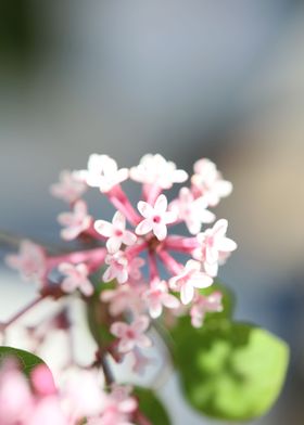 Syringa vulgaris oleaceae