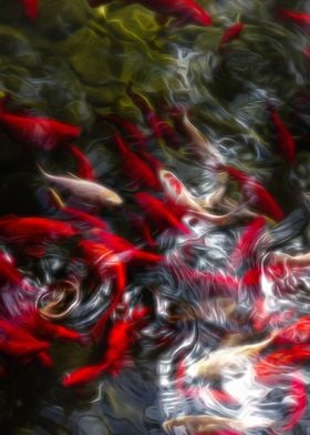 Red and White Koi