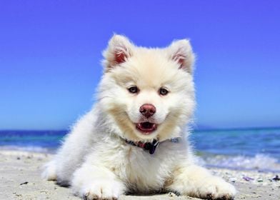 Beautiful Samoyed Dog