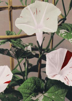 Bindweed Traditional Japan