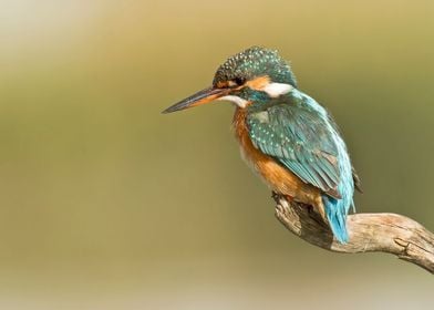 Common Kingfisher Alcedo 