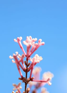 Syringa vulgaris oleaceae