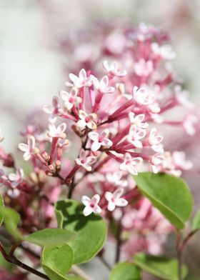 Syringa vulgaris oleaceae