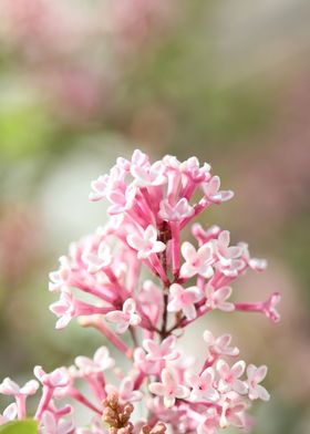 Syringa vulgaris oleaceae