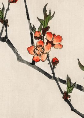 Peach Flowers Traditional