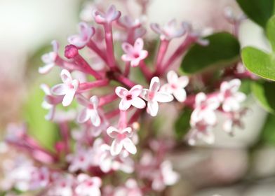Syringa vulgaris oleaceae