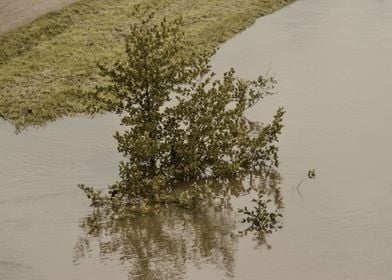 Flooded Tree Lake