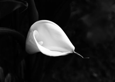 calla lily 2