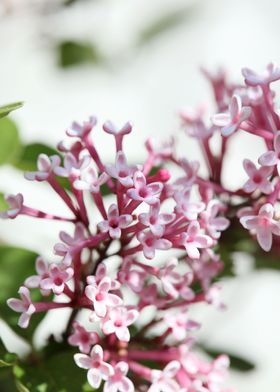Syringa vulgaris oleaceae