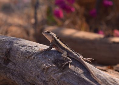 Lizard enjoying the sun