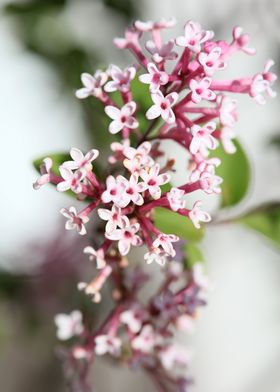 Syringa vulgaris oleaceae