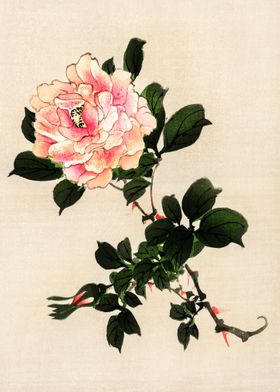 Pink Rose Traditional Japa