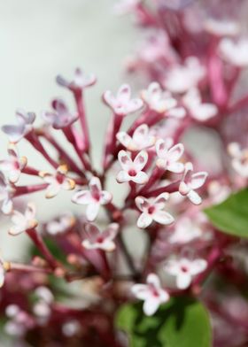 Syringa vulgaris oleaceae