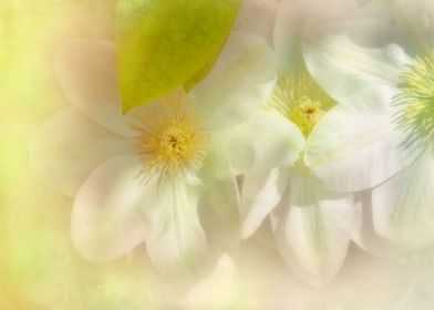Clematis  floral