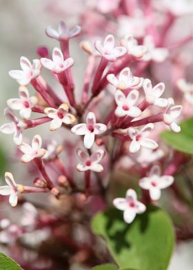Syringa vulgaris oleaceae