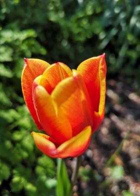 Orange tulipan