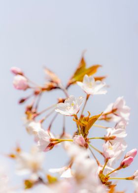 Cherry Tree Blossom