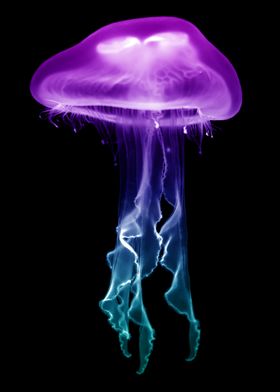 Jellyfish purple to green