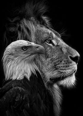 black lion and eagle faces