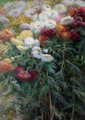 Chrysanthemums