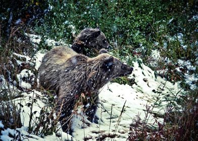 Two Baby Bears