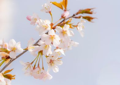 Cherry Tree Blossom