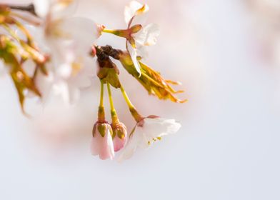 Cherry Tree Blossom