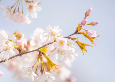 Cherry Tree Blossom