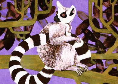 Ring tailed Lemur