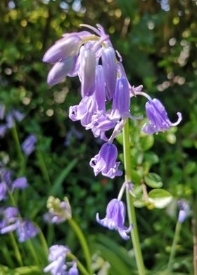 blue flower