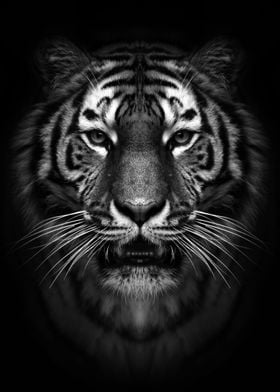 wild tiger head poster  