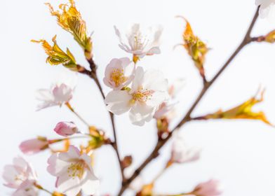 Cherry Tree Blossom