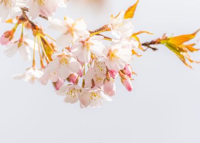 Cherry Tree Blossom